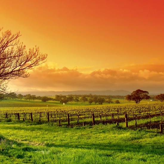 Chianti Classico Wine Tour and Sunset Dinner at a Villa