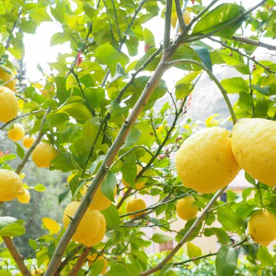 Incredible Amalfi Drive: Positano, Amalfi & Lemon Tour