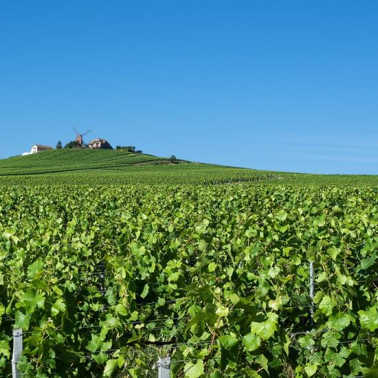 A guide to some of the best Champagne houses in France
