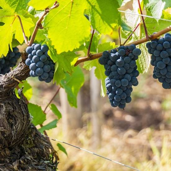 Côte De Beaune Burgundy Wine Tour - Private