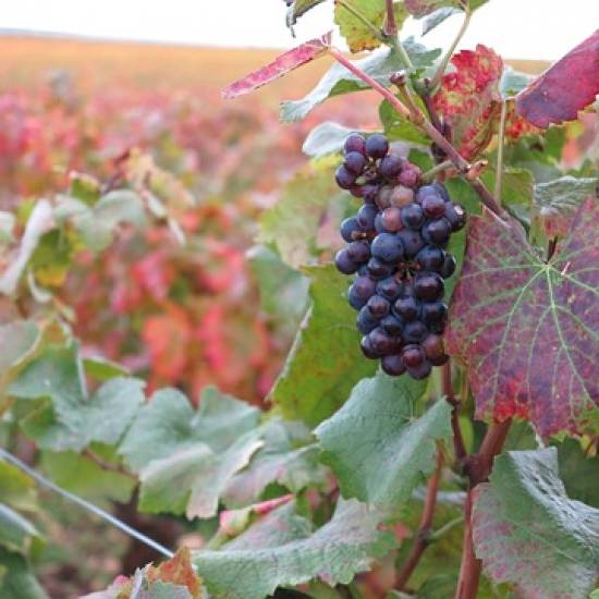 Côte De Nuits Wine Tour - Private