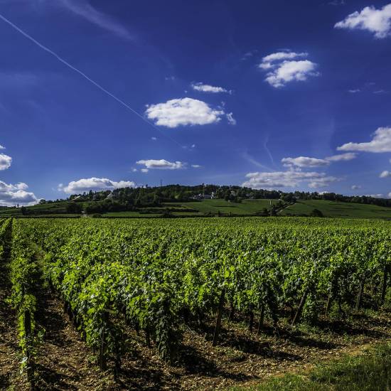Burgundy Gourmet Food & Wine Tour - Private