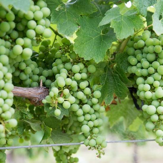 Côte De Nuits Half Day Wine Tour  - Private