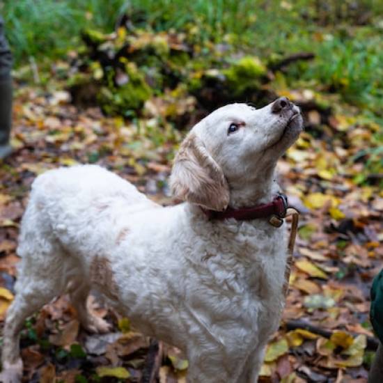 Truffle hunting in the heart of Tuscany