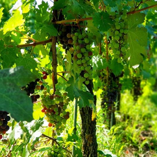 Saint Emilion Walking Tour - Private