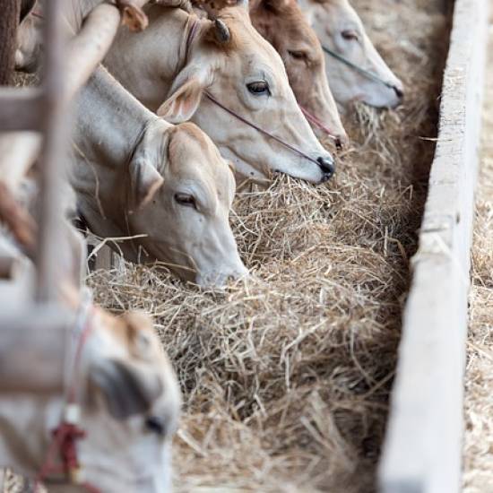 Private Farm Tour And Burrata Experience And Lunch