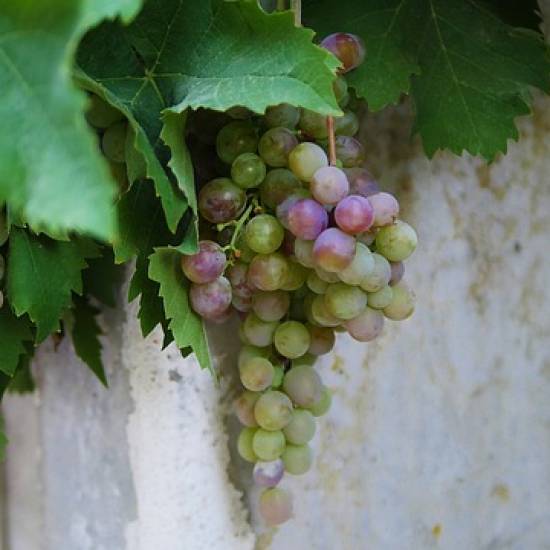 The Wine Trail Of Etna North Slopes With Wine Tasting Lunch
