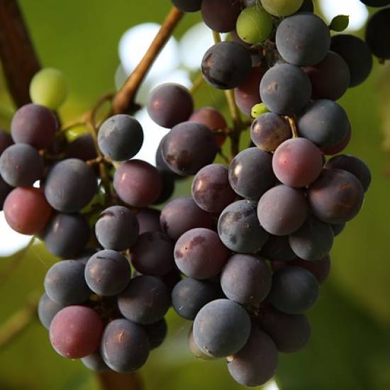 Full Day Etna North Slopes And Alcantara Gorges With Wine Tasting Lunch