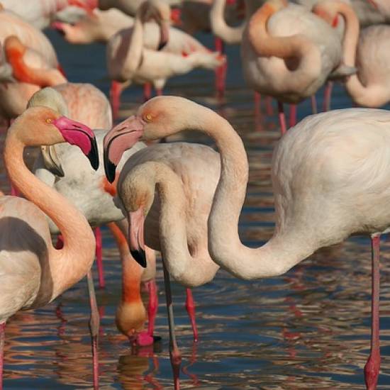 A Day Of Adventure In The Camargue Wilderness
