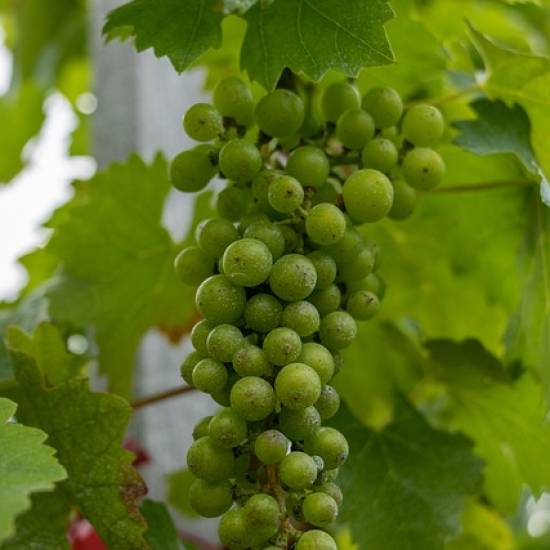 A Day In Medoc Region