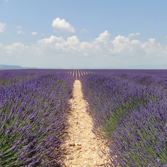 Lavender Tour In Valensole