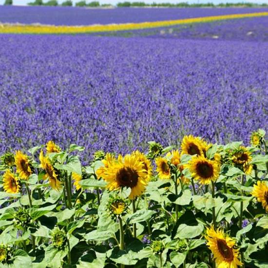 A day In Provence