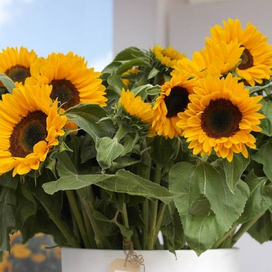 In The Footsteps Of Van Gogh In Provence