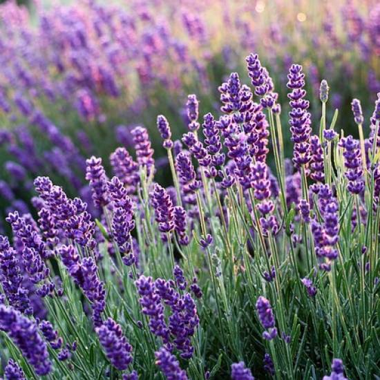 Lavender Tour In Sault