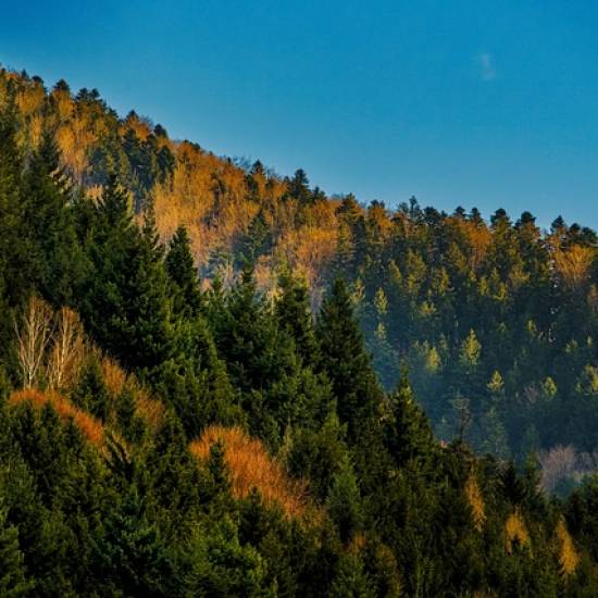 Baden Baden & Black Forest