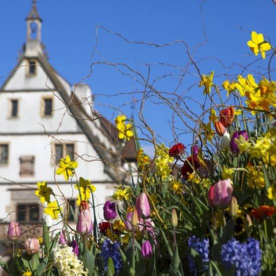 Morning Alsace Wine Tour