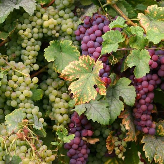 Alsace Wine Tour - Full Day
