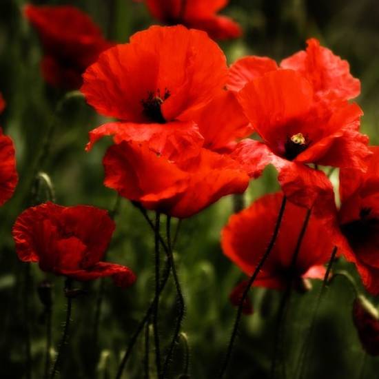 Dunkirk and Flanders Fields in Ypres