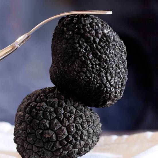 The Black Truffle Trail Private Tour and Trufflehunting: From Forest to Feast