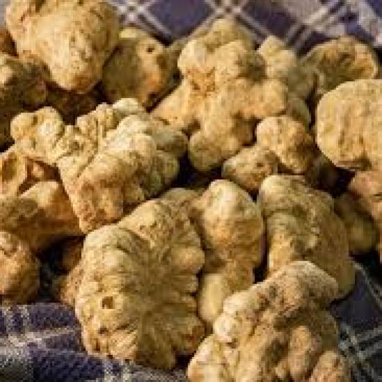White Truffle Wonders: From Forest to Fine Dining Private Tour