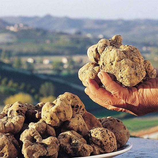 Private White Truffle Hunting: Exploring the Secrets of Nature’s Hidden Treasure