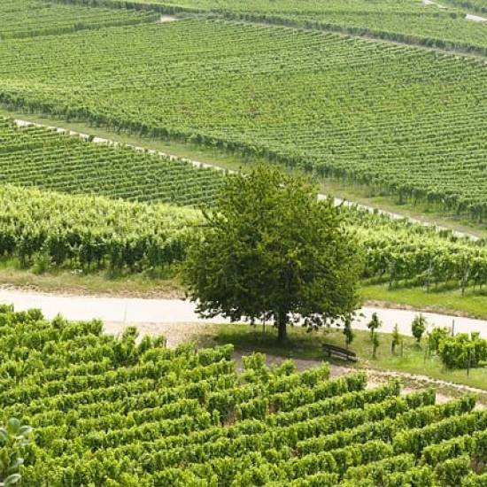 Luxury Tour of Chianti Classico: Iconic Estates and the Art of Fine Winemaking