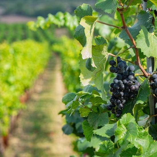 Chianti Classico Wine Tour