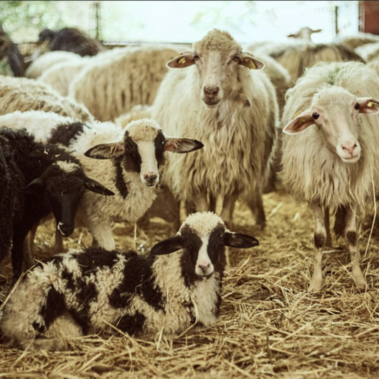Farm Tour with Cheese Tasting