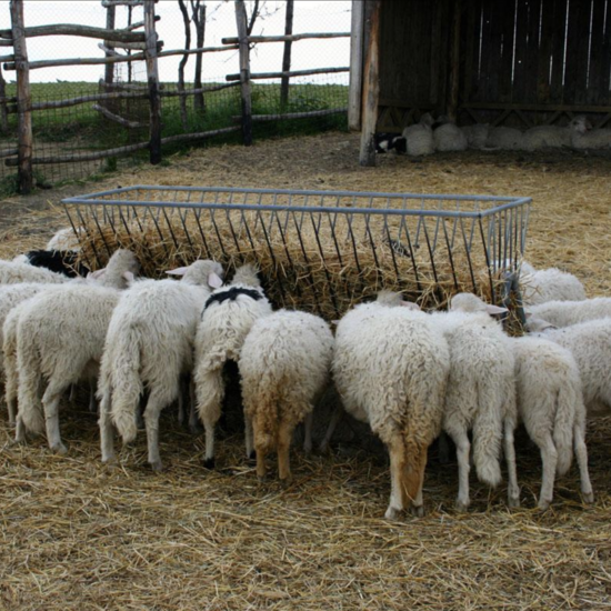 Farm Tour with Lunch