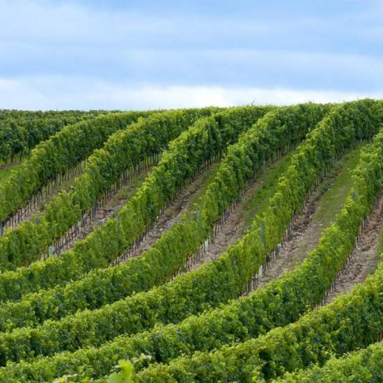Premium Chianti Classico: Vineyards, Villages & the Art of Fine Winemaking