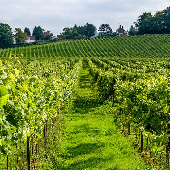 A Day in Tuscany: Nature, Wine & Tradition