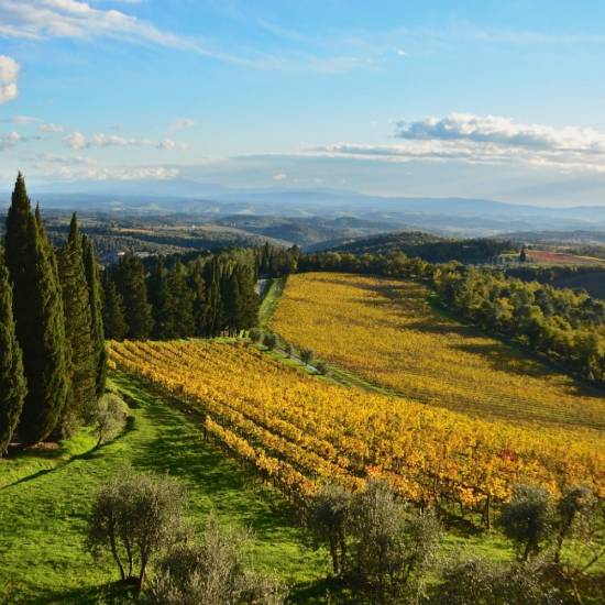 A Walk In The Vineyards