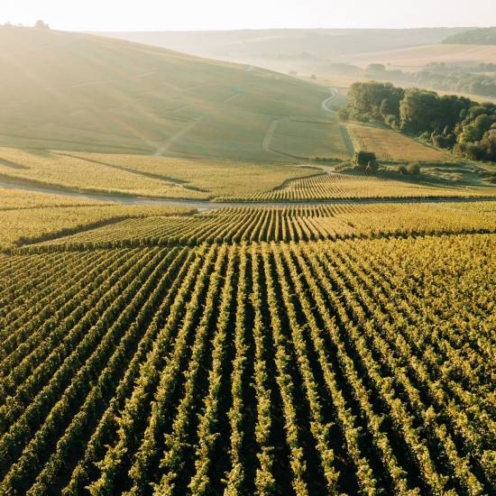 Champagne Discovery Tour